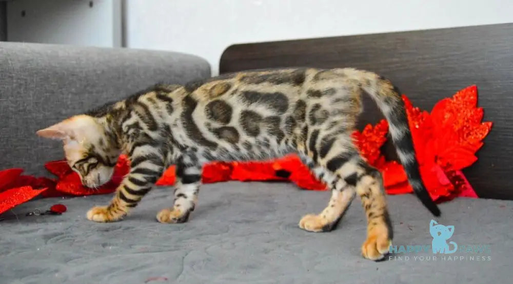 Marcel Bengal male black spotted tabby live animals