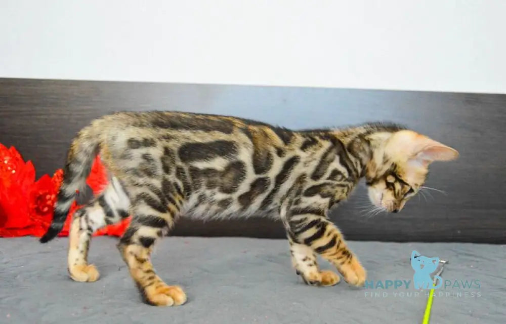 Marcel Bengal male black spotted tabby live animals
