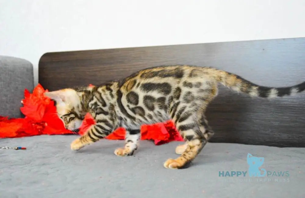 Marcel Bengal male black spotted tabby live animals