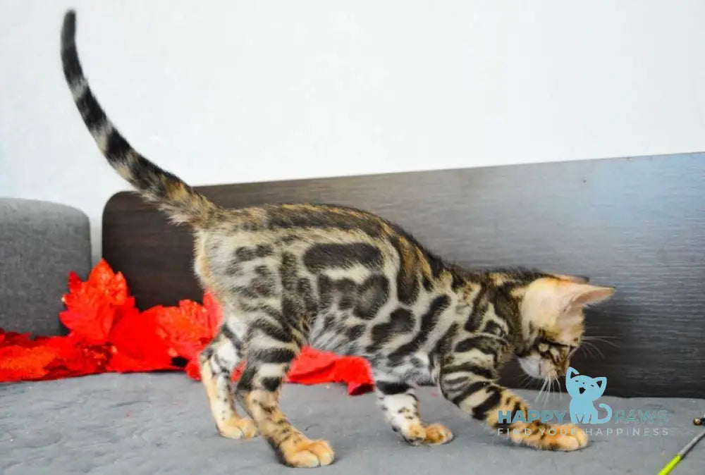 Marcel Bengal male black spotted tabby live animals