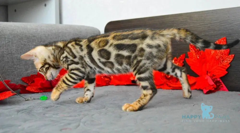 Marcel Bengal male black spotted tabby live animals