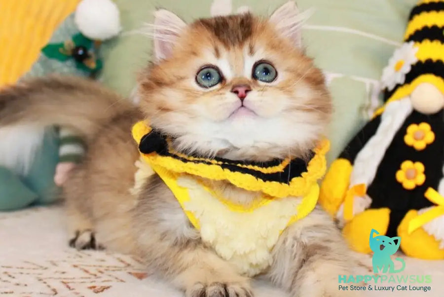 Marcel British Longhair male chocolate golden ticked tabby - live animals
