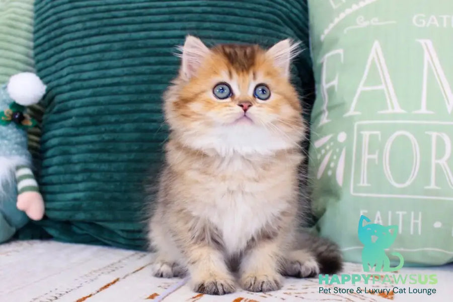 Marcel British Longhair male chocolate golden ticked tabby - live animals