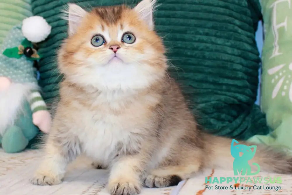 Marcel British Longhair male chocolate golden ticked tabby - live animals