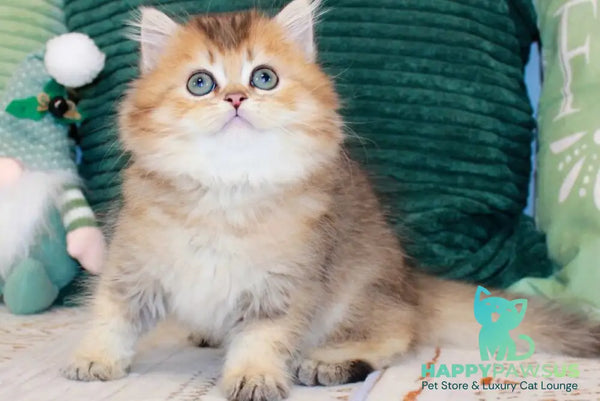 Marcel British Longhair male chocolate golden ticked tabby - live animals