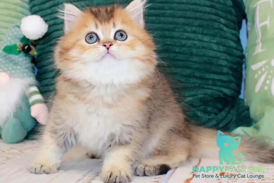 Marcel British Longhair male chocolate golden ticked tabby - live animals