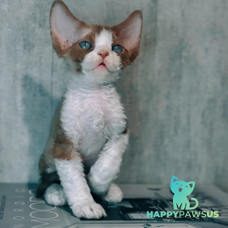 Marcel Devon Rex male cinnamon bicolour - live animals