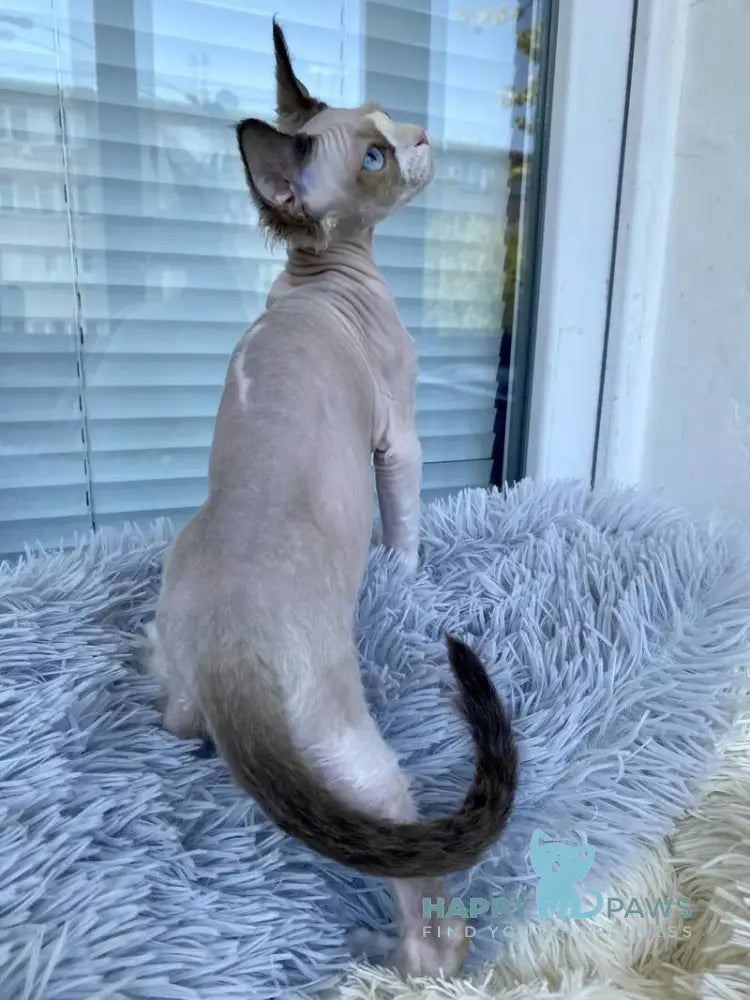 Marcel Devon Rex male red bicolour pointed live animals