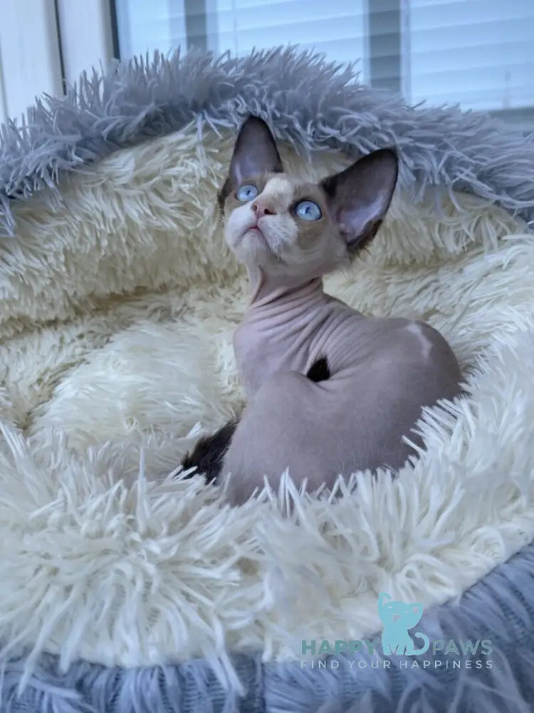 Marcel Devon Rex male red bicolour pointed live animals