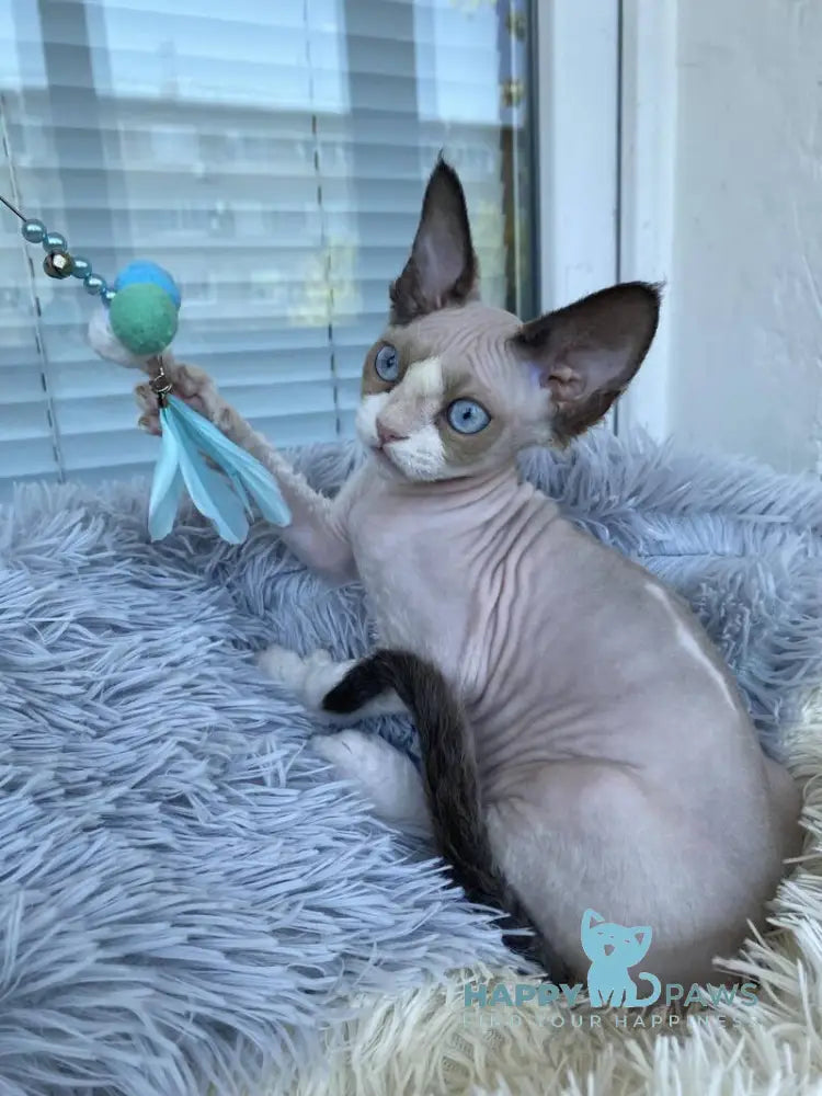 Marcel Devon Rex male red bicolour pointed live animals