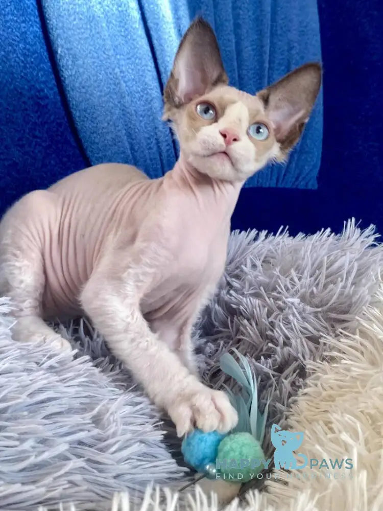Marcel Devon Rex male red bicolour pointed live animals