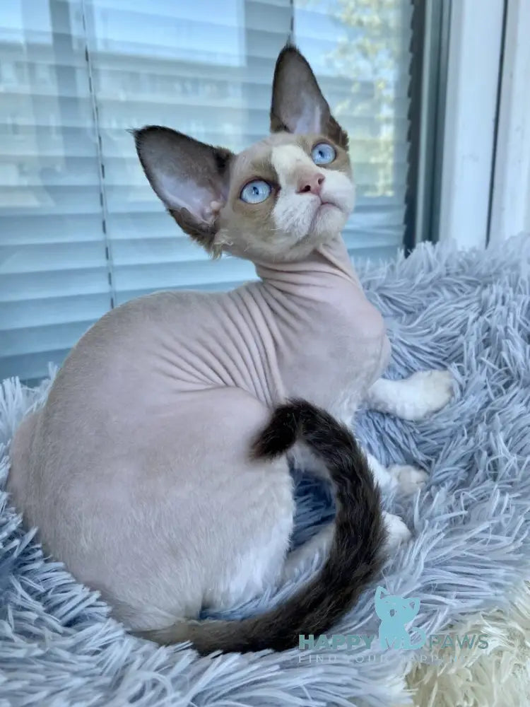 Marcel Devon Rex male red bicolour pointed live animals