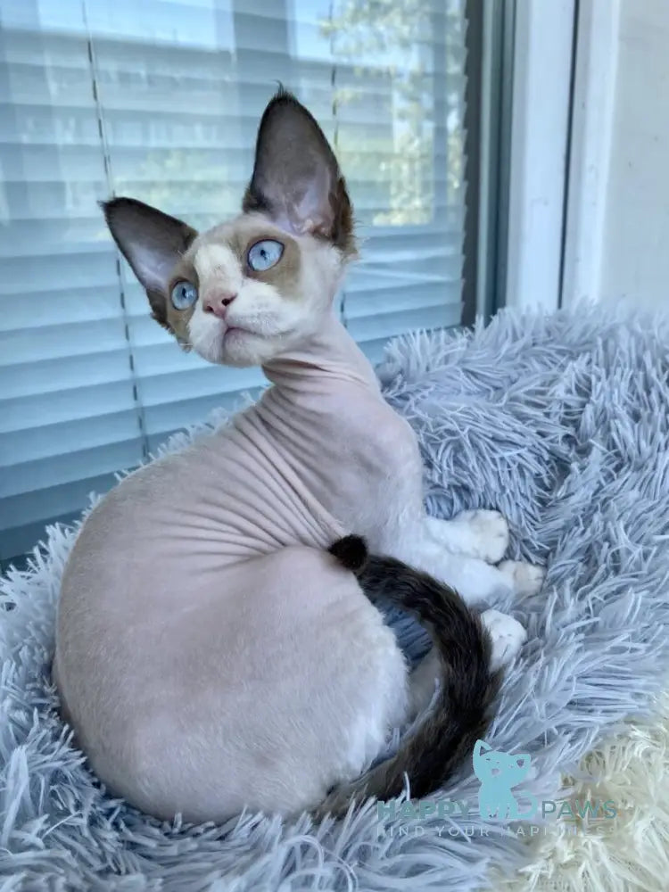 Marcel Devon Rex male red bicolour pointed live animals