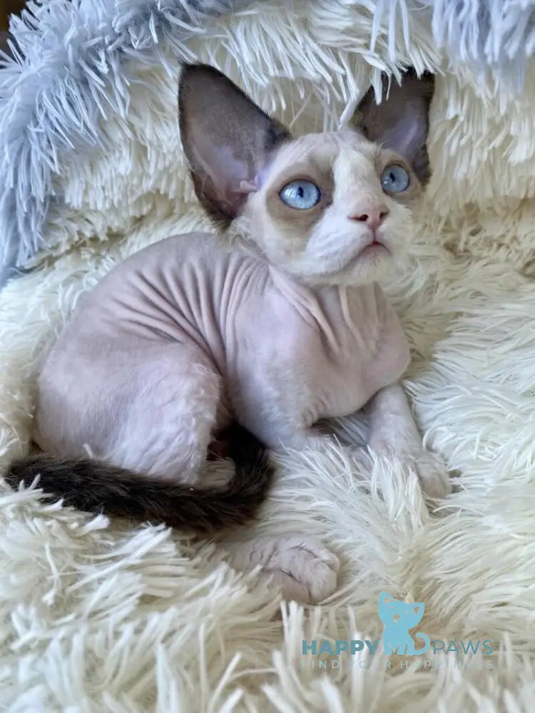 Marcel Devon Rex male red bicolour pointed live animals