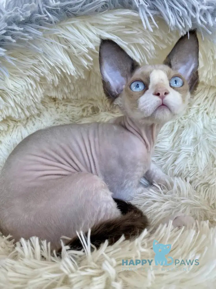 Marcel Devon Rex male red bicolour pointed live animals