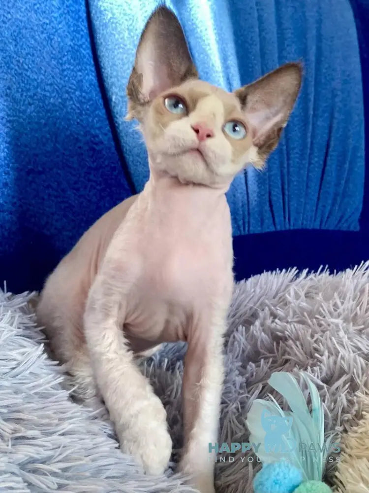 Marcel Devon Rex male red bicolour pointed live animals