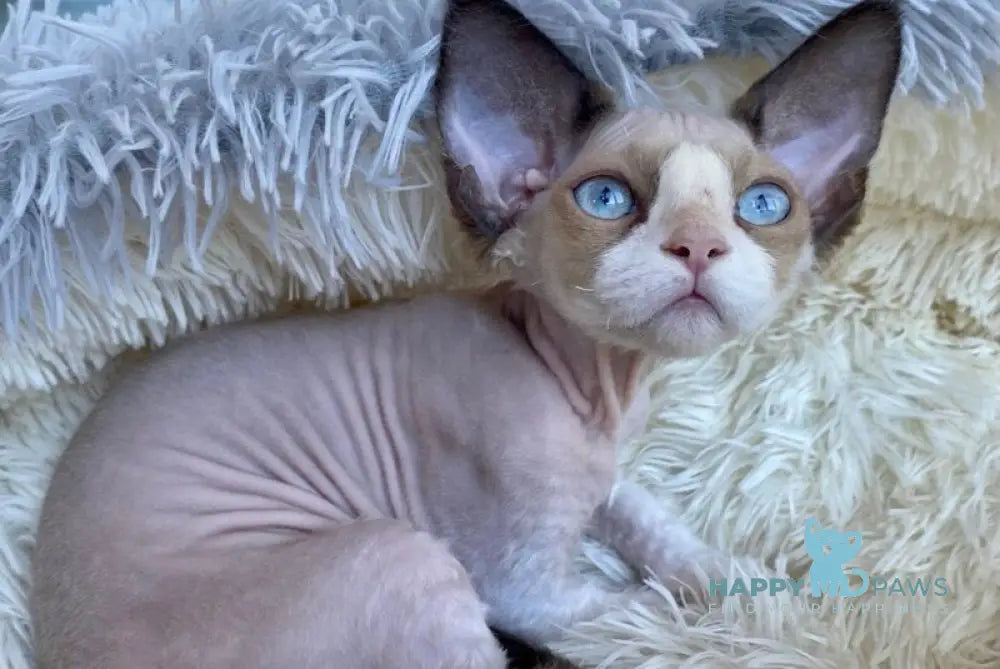 Marcel Devon Rex male red bicolour pointed live animals