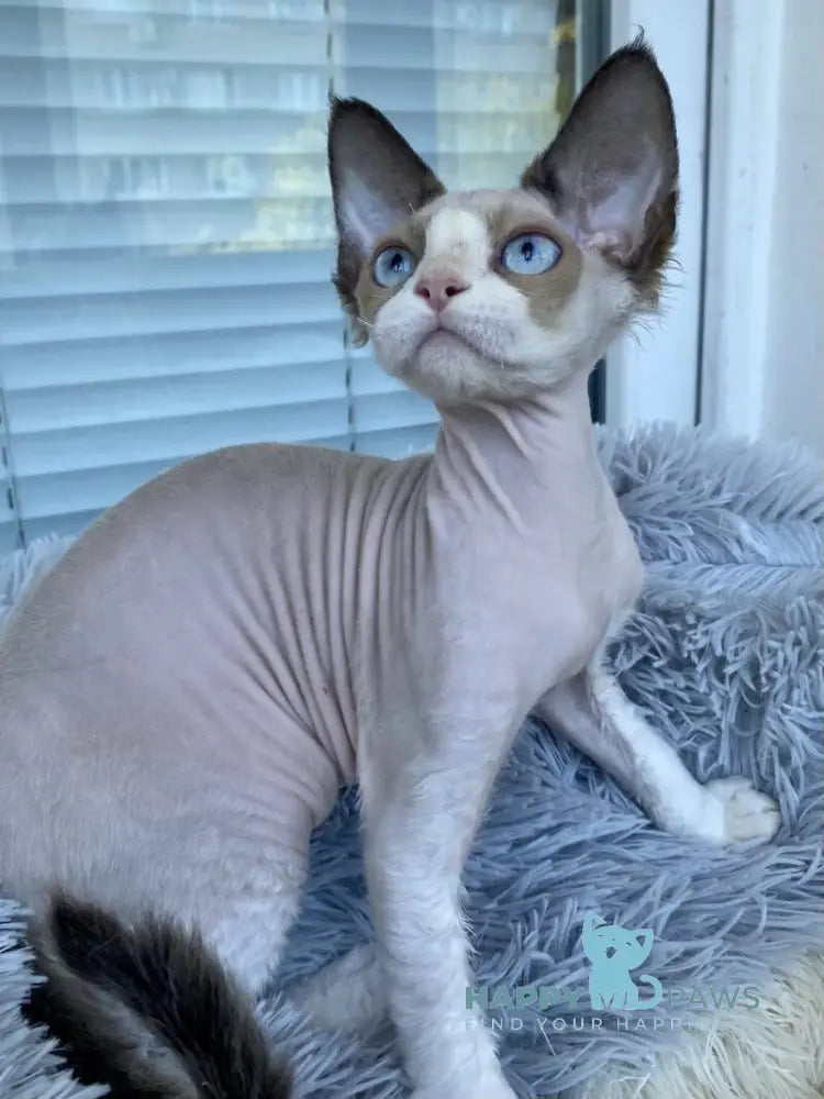 Marcel Devon Rex male red bicolour pointed live animals
