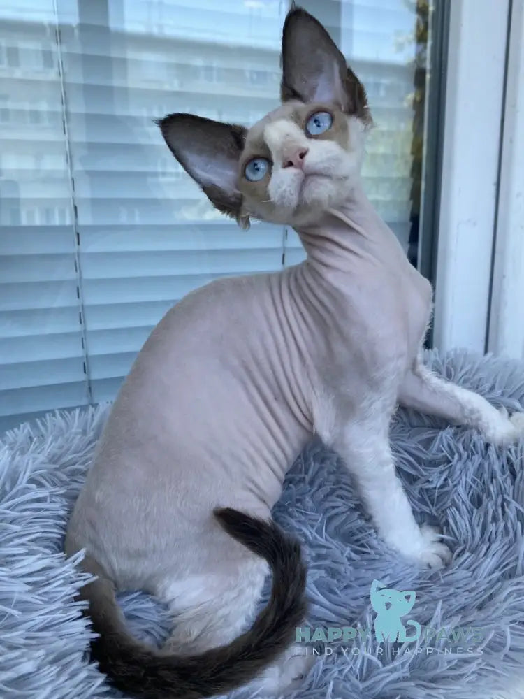 Marcel Devon Rex male red bicolour pointed live animals