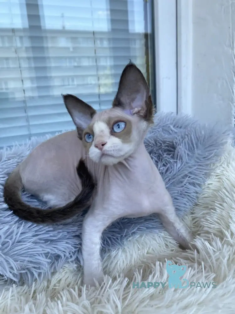 Marcel Devon Rex male red bicolour pointed live animals