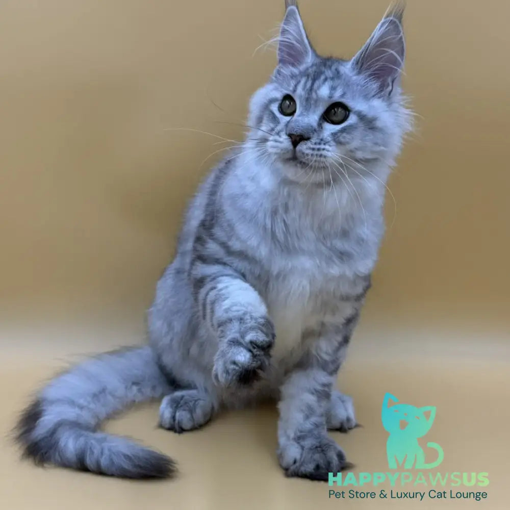 Marcel Maine Coon male black silver spotted tabby - live animals