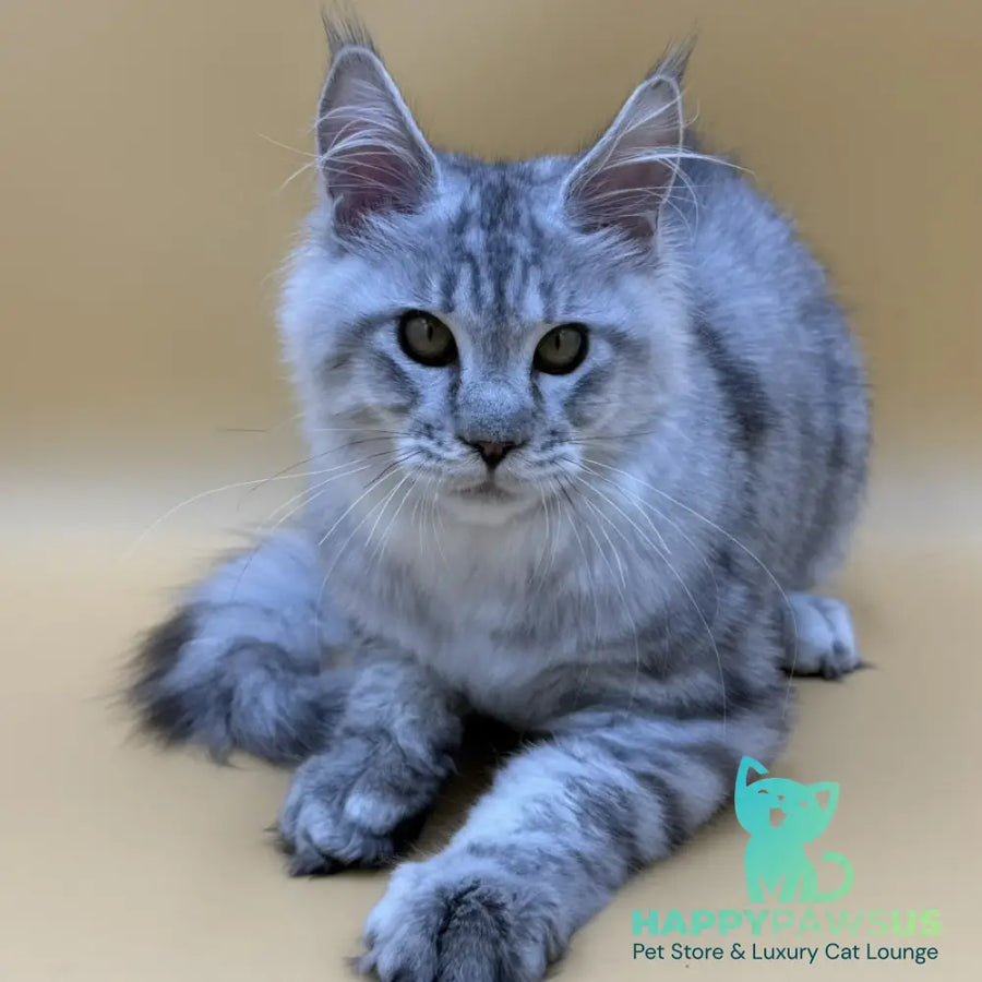Marcel Maine Coon male black silver spotted tabby - live animals