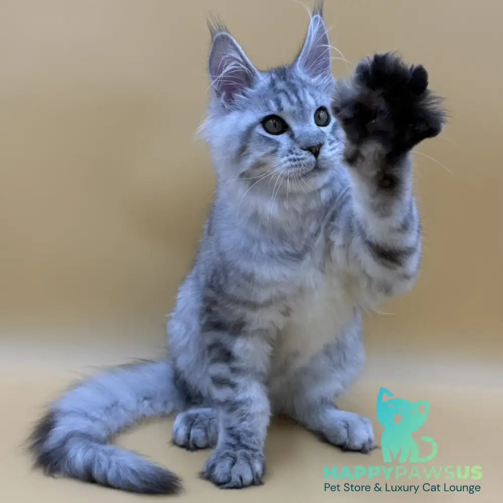 Marcel Maine Coon male black silver spotted tabby - live animals