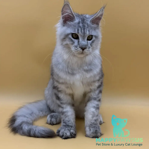 Marcel Maine Coon male black silver spotted tabby - live animals
