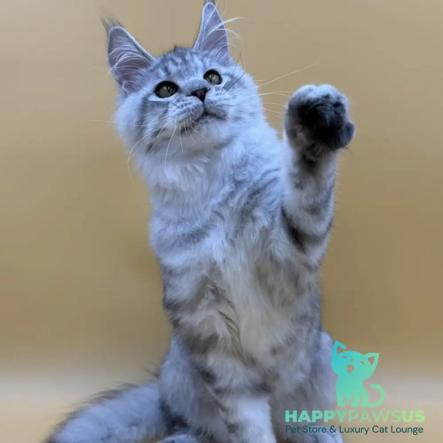 Marcel Maine Coon male black silver spotted tabby - live animals
