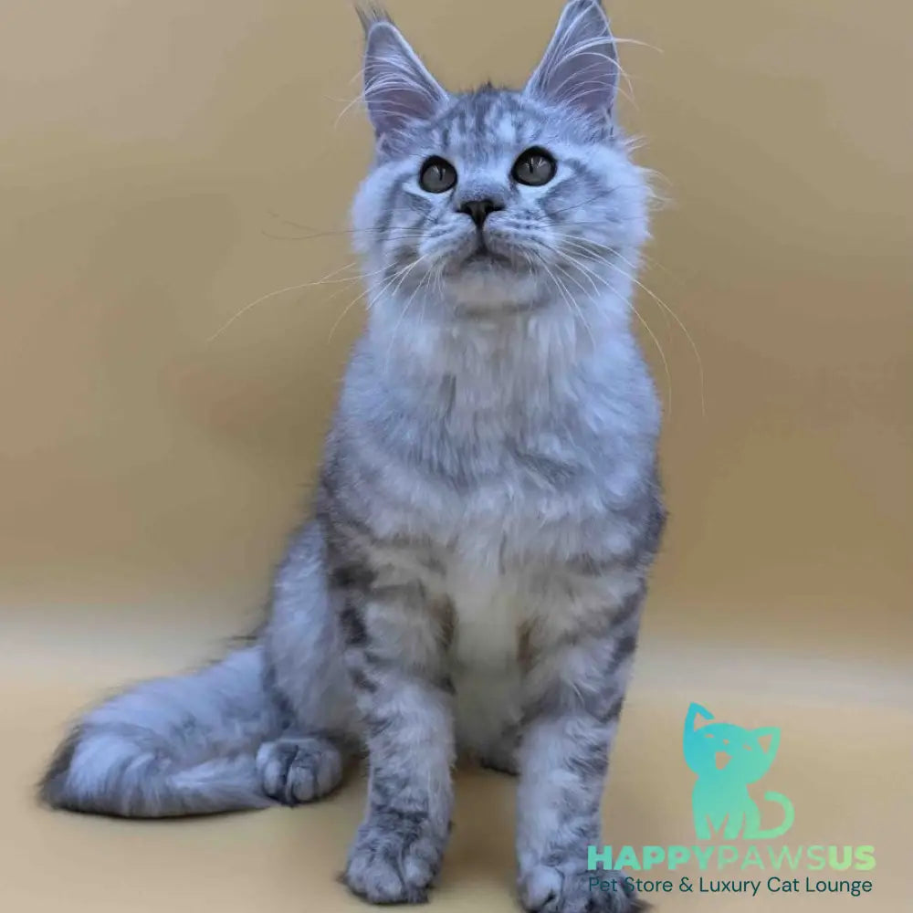 Marcel Maine Coon male black silver spotted tabby - live animals