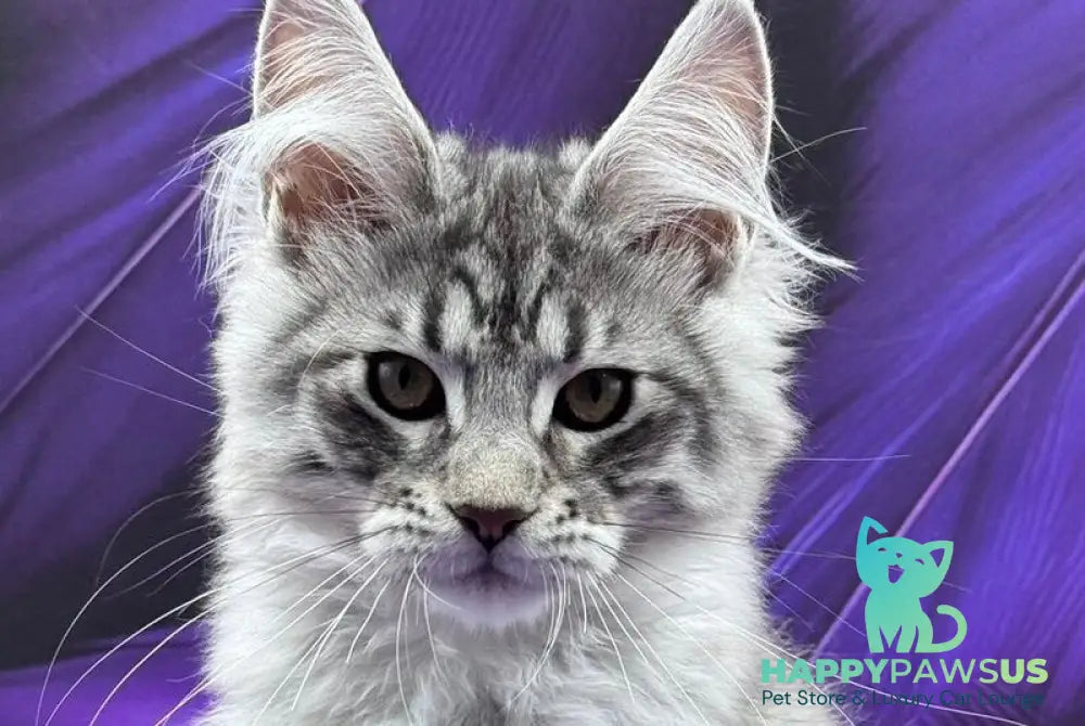 Marcel Maine Coon male black silver tabby - live animals