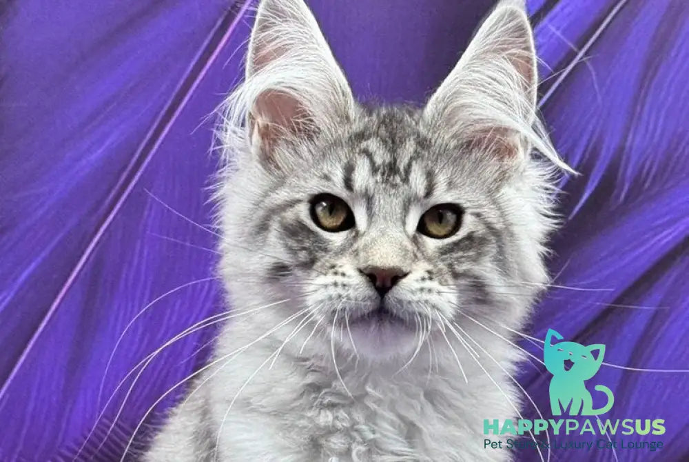 Marcel Maine Coon male black silver tabby - live animals