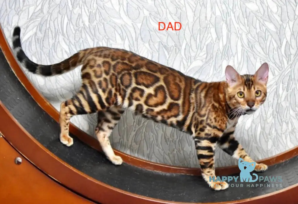 Marchello Bengal male black spotted tabby live animals