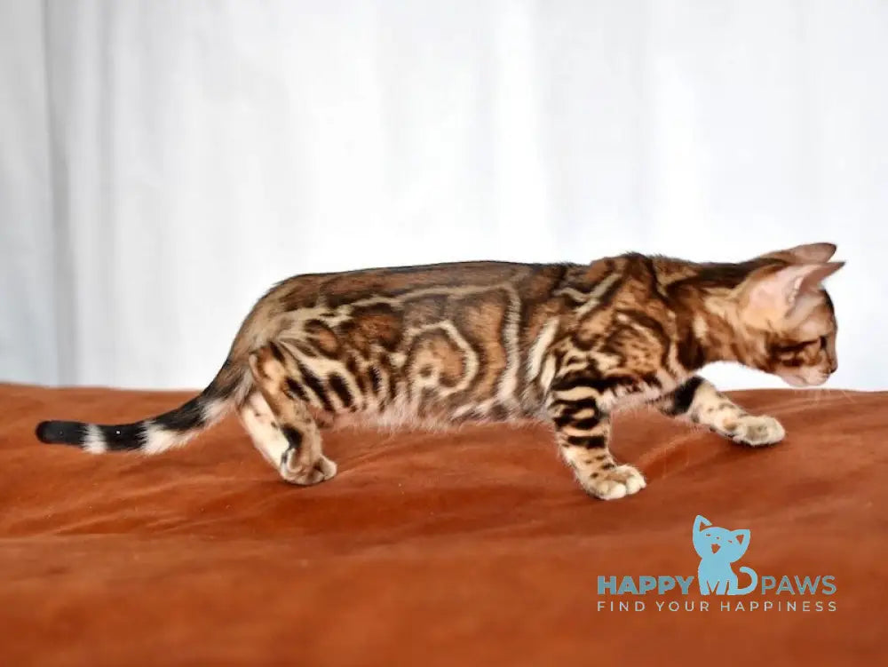 Marchello Bengal male black spotted tabby live animals