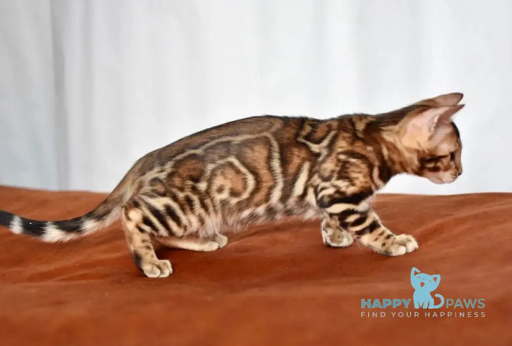 Marchello Bengal male black spotted tabby live animals
