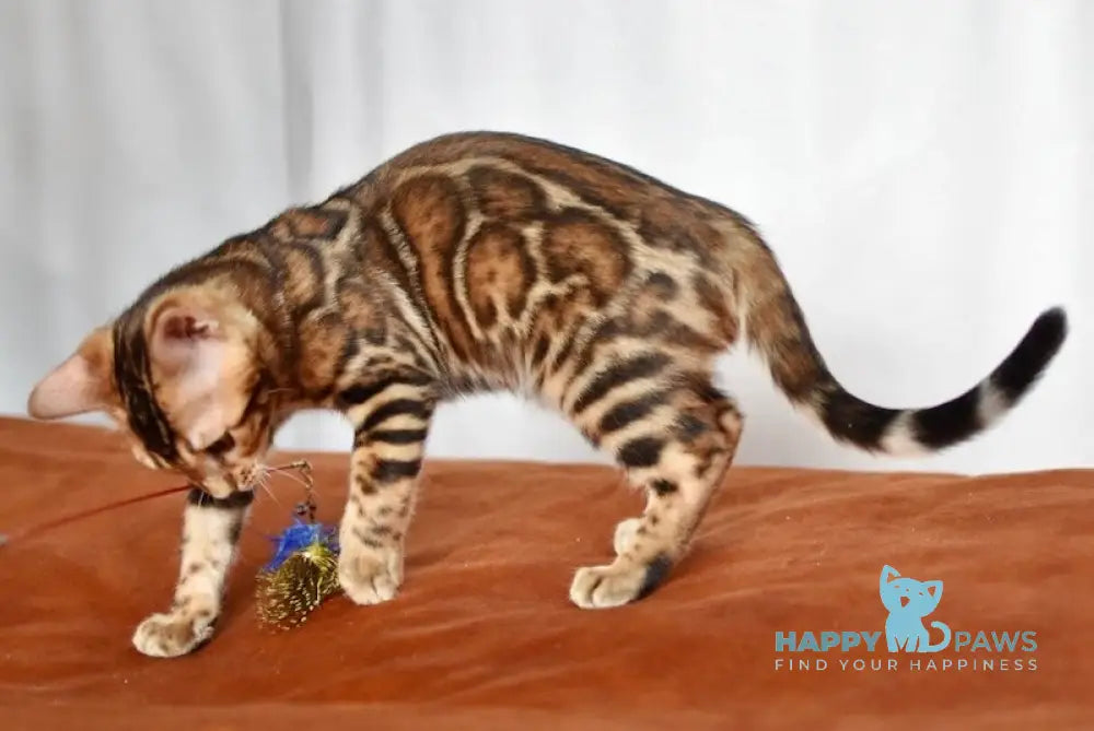 Marchello Bengal male black spotted tabby live animals