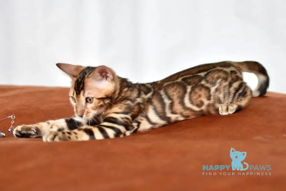 Marchello Bengal male black spotted tabby live animals