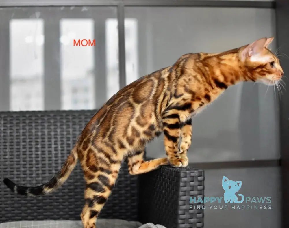 Marchello Bengal male black spotted tabby live animals