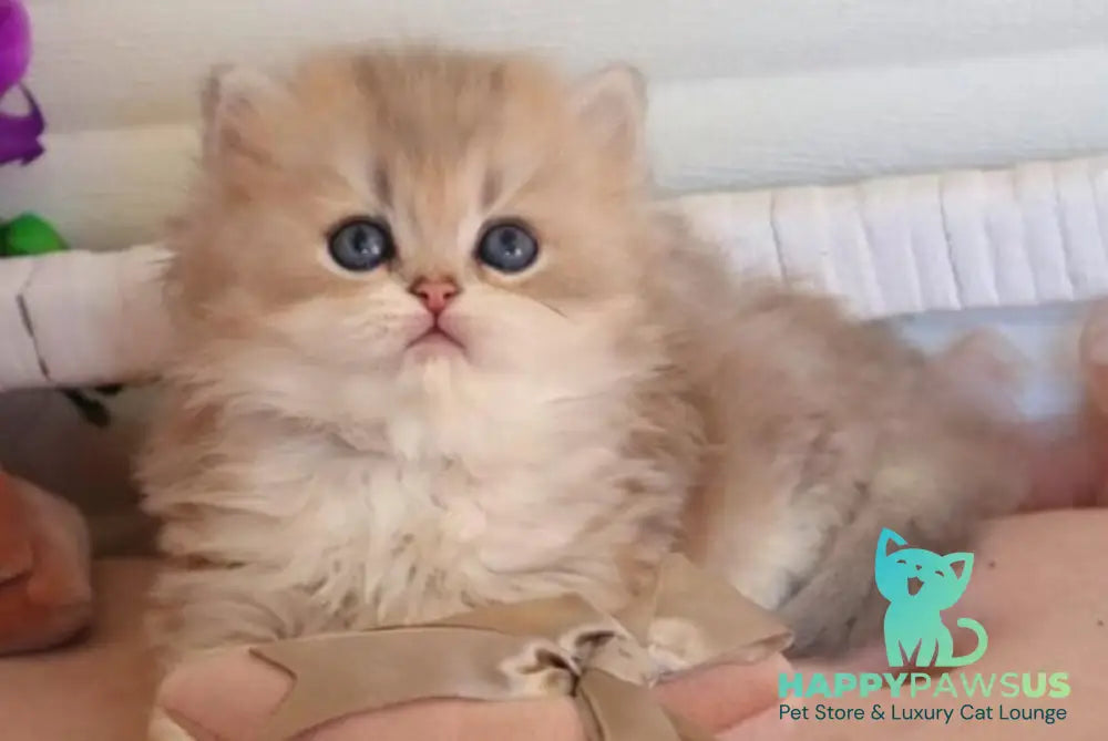 Marchello British Longhair male blue golden shaded - live animals