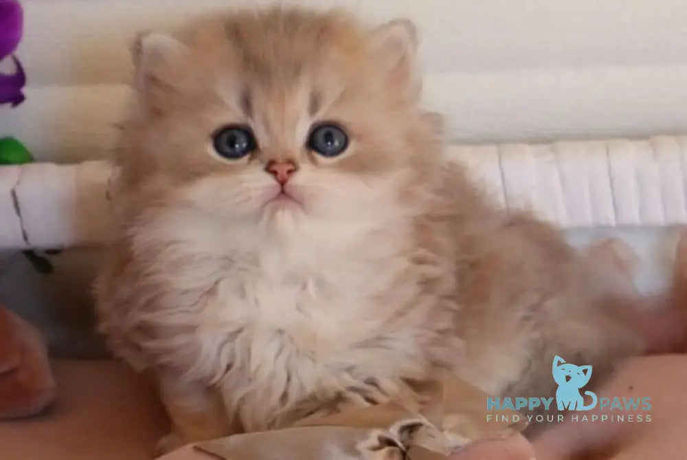 Marchello British Longhair male blue golden shaded - live animals