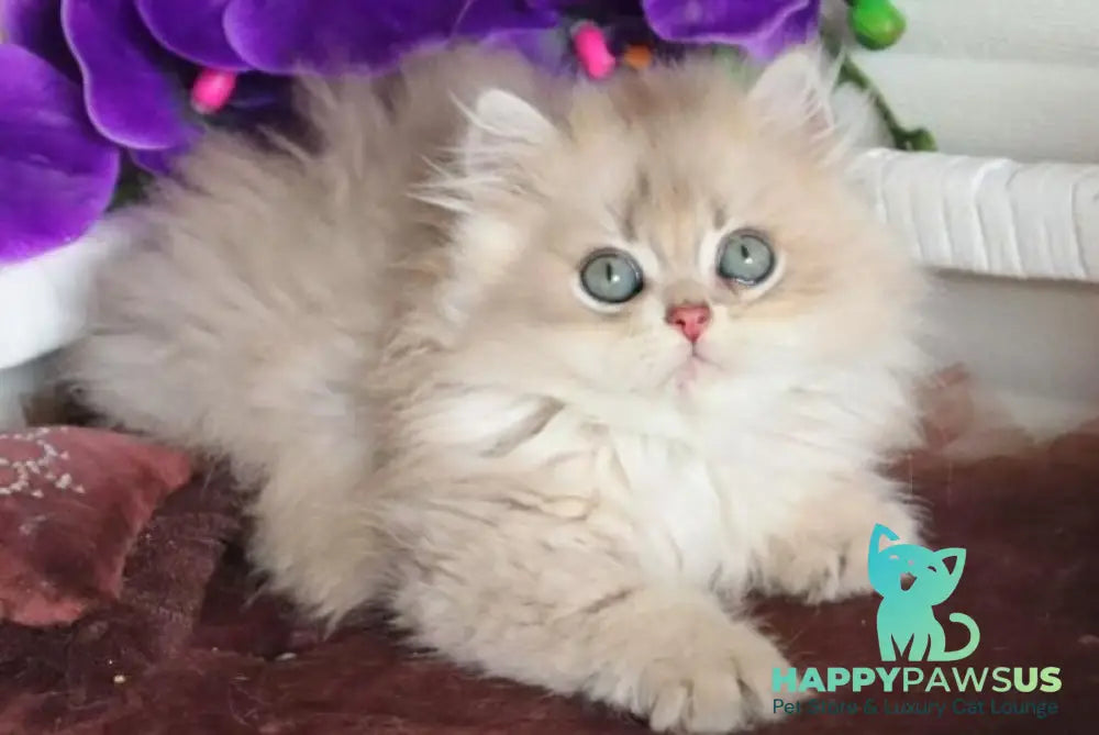 Marchello British Longhair male blue golden shaded - live animals