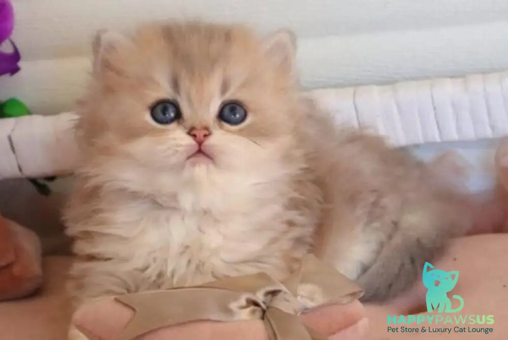 Marchello British Longhair male blue golden shaded - live animals
