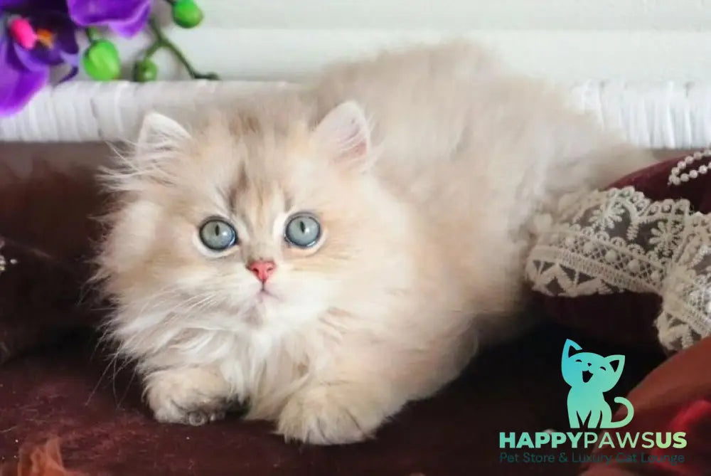 Marchello British Longhair male blue golden shaded - live animals