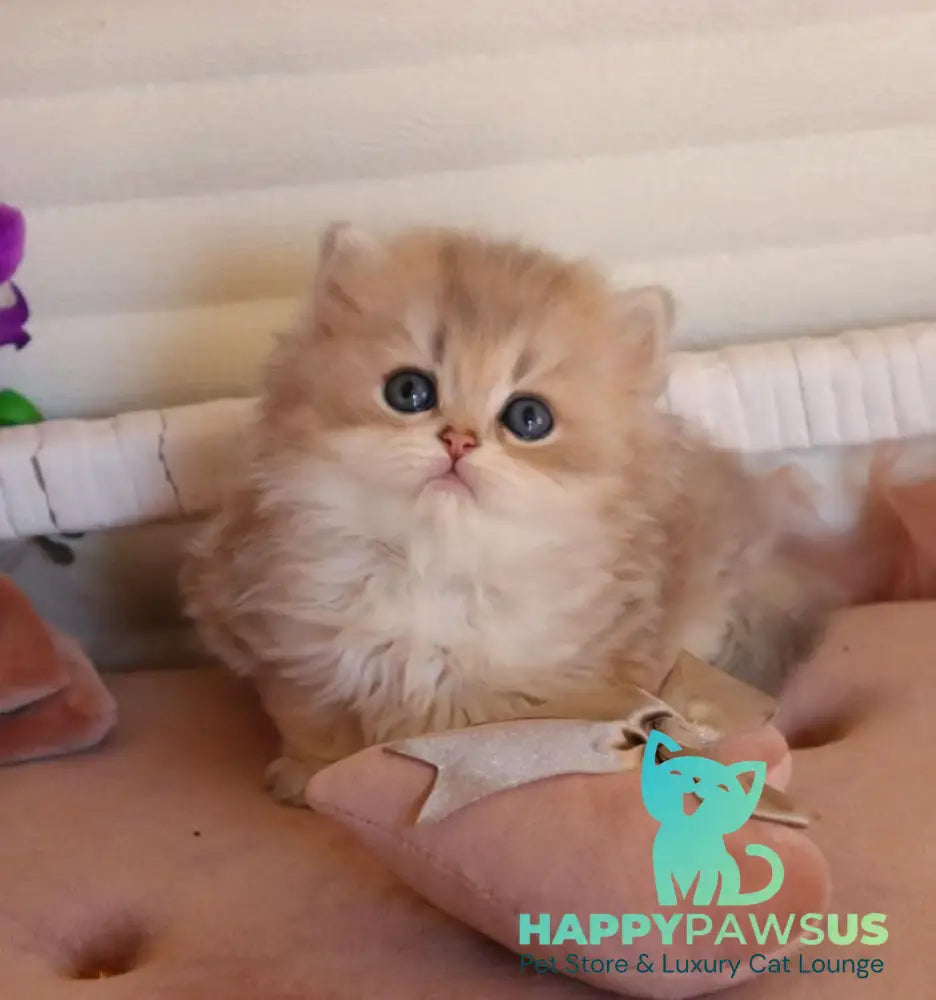 Marchello British Longhair male blue golden shaded - live animals