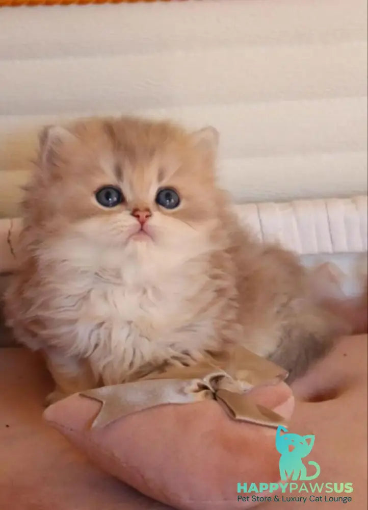 Marchello British Longhair male blue golden shaded - live animals