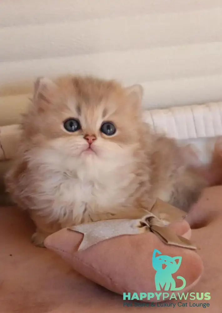 Marchello British Longhair male blue golden shaded - live animals