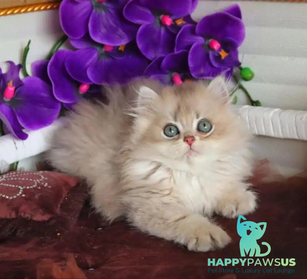 Marchello British Longhair male blue golden shaded - live animals
