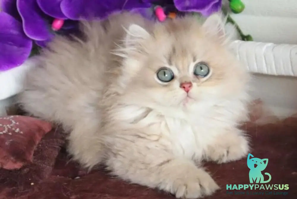 Marchello British Longhair male blue golden shaded - live animals