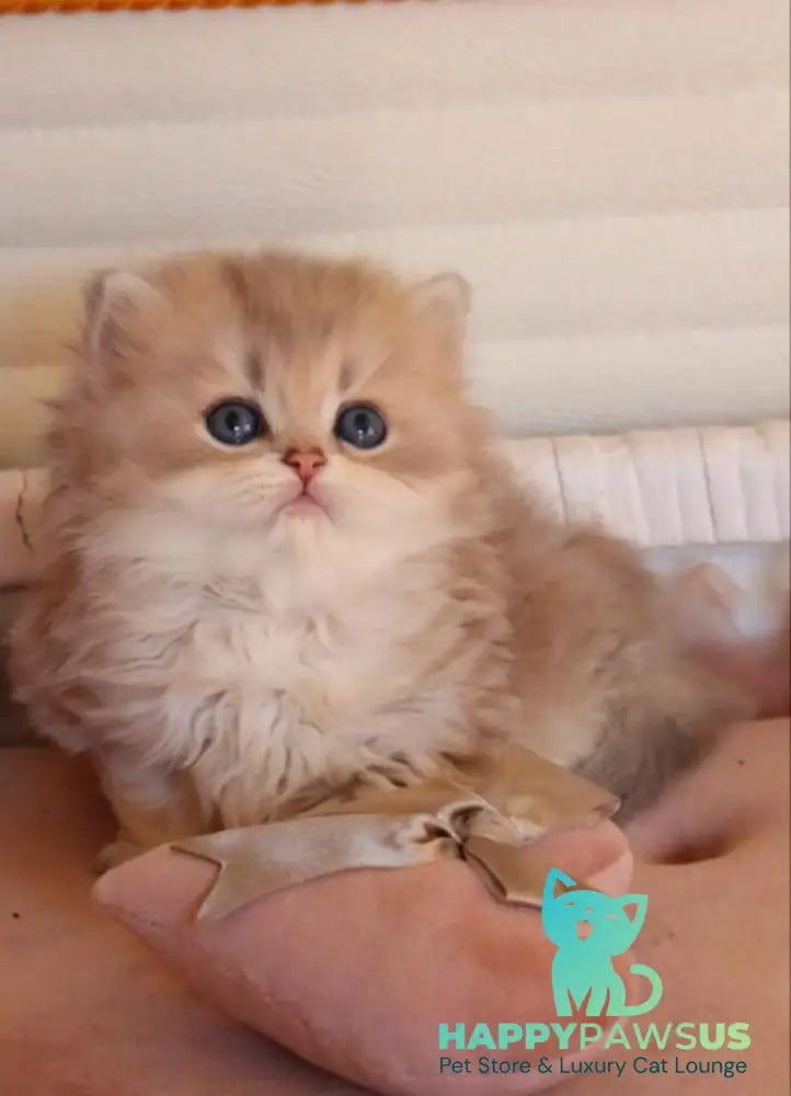Marchello British Longhair male blue golden shaded - live animals