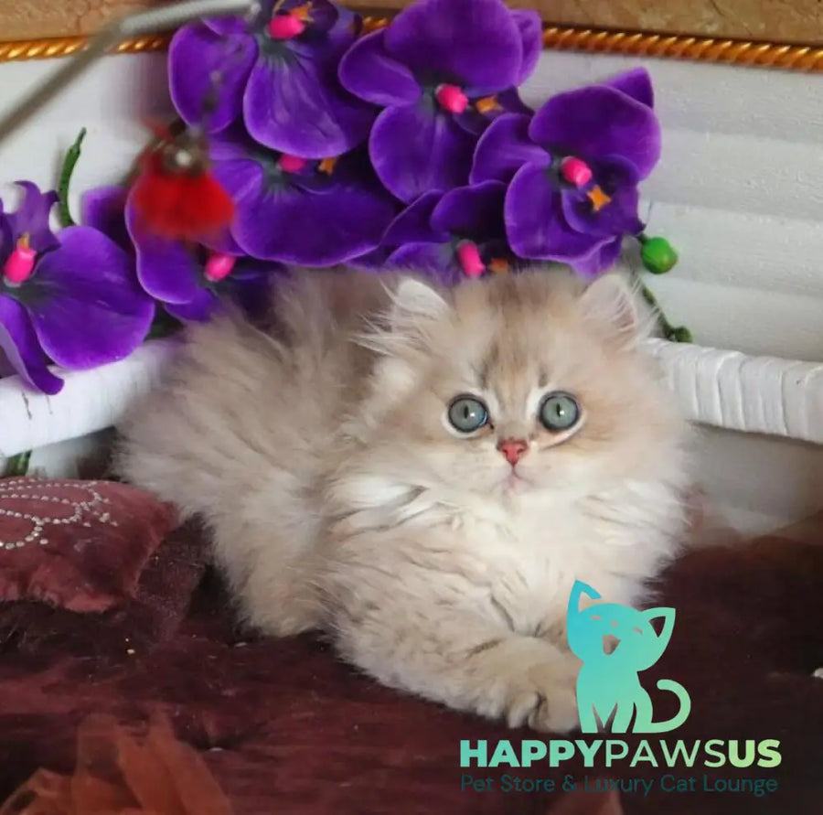 Marchello British Longhair male blue golden shaded - live animals